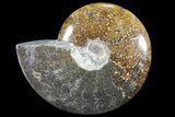 Polished, Agatized Ammonite (Cleoniceras) - Madagascar #72873-1